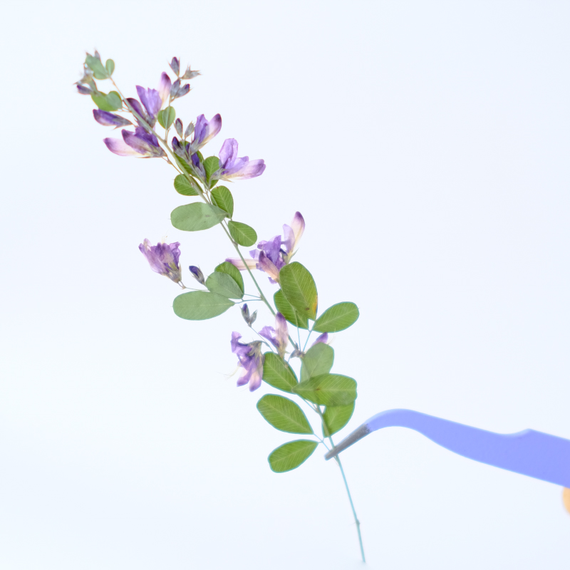 6pcs,nature Lespedeza Formosa  - огляд і ціна Resin Art And Jewelry