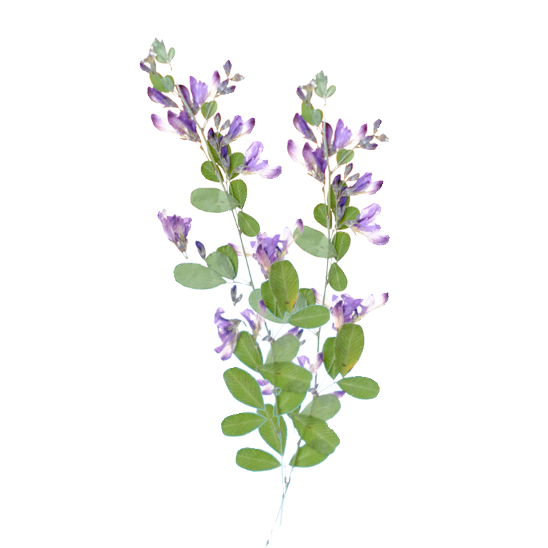6pcs,nature Lespedeza Formosa  - огляд і ціна Resin Art And Jewelry
